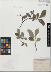 Foto von Salix glabra Scop.